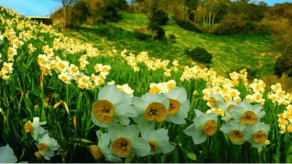 İzmir-Karaburun Nergis Çiçeği Festivali 